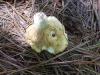 <img100*0:stuff/z/92105/5895/i1293528131_20.jpg>
