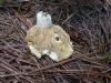 <img100*0:stuff/z/92105/5895/i1293528131_21.jpg>
