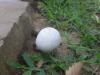 <img100*0:stuff/z/92105/5895/i1293575751_1.jpg>
