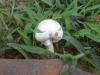 <img100*0:stuff/z/92105/5895/i1293575752_9.jpg>