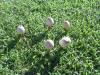 <img100*0:stuff/z/92105/5895/i1293578190_2.jpg>