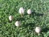 <img100*0:stuff/z/92105/5895/i1293578191_11.jpg>