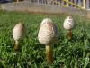 <img100*0:stuff/z/92105/5895/i1293578191_12.jpg>