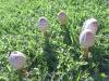 <img100*0:stuff/z/92105/5895/i1293578191_5.jpg>
