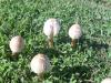 <img100*0:stuff/z/92105/5895/i1293578191_7.jpg>