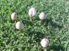 <img100*0:stuff/z/92105/5895/i1293578191_8.jpg>