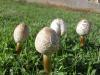 <img100*0:stuff/z/92105/5895/i1293578191_9.jpg>