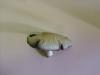 <img100*0:stuff/z/92105/5895/i1293580832_7.jpg>