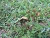 <img100*0:stuff/z/92105/5895/i1293582979_7.jpg>