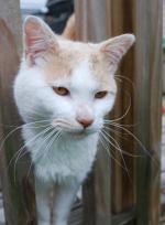 <img150*0:stuff/z/93740/Catzilla/oct%20238.jpg>