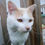 <img150*0:stuff/z/93740/Catzilla/oct%20239.jpg>