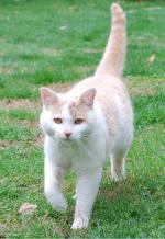 <img150*0:stuff/z/93740/Catzilla/oct%20346.jpg>