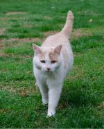 <img150*0:stuff/z/93740/Catzilla/oct%20347.jpg>