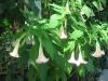 <img100*0:stuff/z/93740/Flowers%2520and%2520whatnot/Julyaug2008309.jpg>