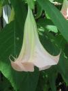 <img100*0:stuff/z/93740/Flowers%2520and%2520whatnot/Julyaug2008310.jpg>