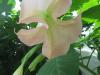 <img100*0:stuff/z/93740/Flowers%2520and%2520whatnot/Julyaug2008311.jpg>