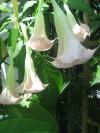 <img100*0:stuff/z/93740/Flowers%2520and%2520whatnot/Julyaug2008312.jpg>