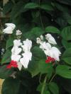 <img100*0:stuff/z/93740/Flowers%2520and%2520whatnot/Julyaug2008313.jpg>