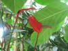 <img100*0:stuff/z/93740/Flowers%2520and%2520whatnot/Julyaug2008316.jpg>