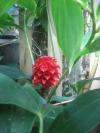 <img100*0:stuff/z/93740/Flowers%2520and%2520whatnot/Julyaug2008326.jpg>