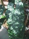 <img100*0:stuff/z/93740/Flowers%2520and%2520whatnot/Julyaug2008327.jpg>