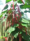 <img100*0:stuff/z/93740/Flowers%2520and%2520whatnot/Julyaug2008329.jpg>
