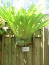 <img100*0:stuff/z/93740/Flowers%2520and%2520whatnot/Julyaug2008330.jpg>