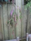<img100*0:stuff/z/93740/Flowers%2520and%2520whatnot/Julyaug2008331.jpg>