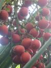 <img100*0:stuff/z/93740/Flowers%2520and%2520whatnot/Julyaug2008333.jpg>