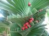 <img100*0:stuff/z/93740/Flowers%2520and%2520whatnot/Julyaug2008334.jpg>
