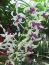 <img100*0:stuff/z/93740/Flowers%2520and%2520whatnot/Julyaug2008335.jpg>