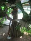 <img100*0:stuff/z/93740/Flowers%2520and%2520whatnot/Julyaug2008338.jpg>