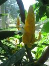 <img100*0:stuff/z/93740/Flowers%2520and%2520whatnot/Julyaug2008339.jpg>