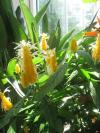 <img100*0:stuff/z/93740/Flowers%2520and%2520whatnot/Julyaug2008341.jpg>