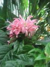 <img100*0:stuff/z/93740/Flowers%2520and%2520whatnot/Julyaug2008343.jpg>