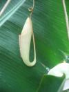 <img100*0:stuff/z/93740/Flowers%2520and%2520whatnot/Julyaug2008344.jpg>