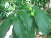 <img100*0:stuff/z/93740/Flowers%2520and%2520whatnot/Julyaug2008349.jpg>