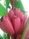 <img100*0:stuff/z/93740/Flowers%2520and%2520whatnot/Julyaug2008350.jpg>