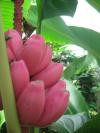 <img100*0:stuff/z/93740/Flowers%2520and%2520whatnot/Julyaug2008352.jpg>