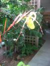 <img100*0:stuff/z/93740/Flowers%2520and%2520whatnot/Julyaug2008355.jpg>