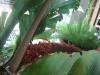 <img100*0:stuff/z/93740/Flowers%2520and%2520whatnot/Julyaug2008356.jpg>