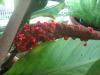 <img100*0:stuff/z/93740/Flowers%2520and%2520whatnot/Julyaug2008358.jpg>