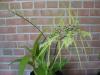 <img100*0:stuff/z/93740/Flowers%2520and%2520whatnot/Julyaug2008359.jpg>