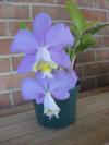 <img100*0:stuff/z/93740/Flowers%2520and%2520whatnot/Julyaug2008361.jpg>