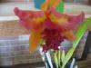 <img100*0:stuff/z/93740/Flowers%2520and%2520whatnot/Julyaug2008364.jpg>