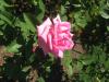 <img100*0:stuff/z/93740/Rose%2520Garden%2520-%2520Huntington%2520WV/Julyaug2008%20371.jpg>