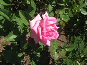 <img300*0:stuff/z/93740/Rose%2520Garden%2520-%2520Huntington%2520WV/Julyaug2008%20371.jpg>