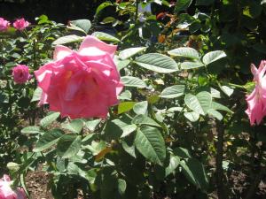 <img300*0:stuff/z/93740/Rose%2520Garden%2520-%2520Huntington%2520WV/Julyaug2008%20372.jpg>