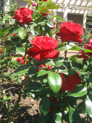 <img300*0:stuff/z/93740/Rose%2520Garden%2520-%2520Huntington%2520WV/Julyaug2008%20373.jpg>