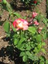 <img100*0:stuff/z/93740/Rose%2520Garden%2520-%2520Huntington%2520WV/Julyaug2008%20375.jpg>